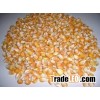 Yellow corn maize