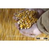 YELLOW CORN/MAIZE FOR ANIMAL FEED
