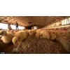 soybean meal for chicken feed!!!