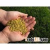 Corn gluten fertilizer