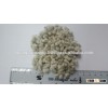COTTON SEED FOR SALE