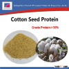 Shandong Good Quality Cotton seed protein