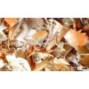 THE BEST QUALITY DRIED CRAB SHELL POWDER FOR ANIMAL FEED