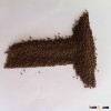 TILAPIA FEED