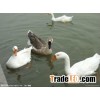 FISH MEAL for poultry use (HAIHANG BRAND)