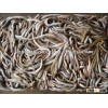 sand lance