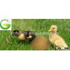 80% protein fish meal ,fish protein for baby animal