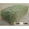 High Quality Alfalfa Hay