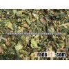 Corn Silage for Animal Feed
