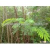 Acacia Leaf Meal