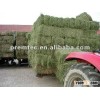 Feed grade Alfalfa Hay