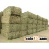 Grade 1 Alfalfa And Grass Hay