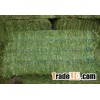 Premium Alfalfa Hay Bales Bales alfalfa Alfafa Hay Bales / Grade A