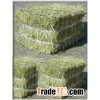Premium Alfalfa Hay Bales Bales alfalfa Alfafa Hay Bales / Grade A