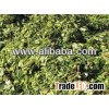 Corn Silage