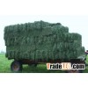 Alfalfa Hay
