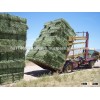 High Protein Sun Dried Alfalfa Hay in Kuwait