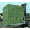 Top Quality Alfafa Hay for Animal Feeding Stuff Alfalfa / Alfalfa Hay / Alfalfa Hay F