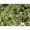HIGH QUALITY CORN SILAGE