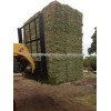 Grade A Alfalfa hay animal feed for All