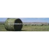 new stock High Protein Alfalfa Hay In Bales for sale