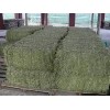 Alfafa Hay, Wheat Bran, Cotton Seed meal /Top Quality Alfafa Hay Sales