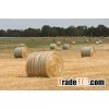 Oat hay animal feed