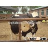 cow lick salt block making machine
