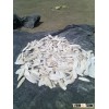 DRIED CUTTLE FISH BONE