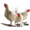 Probiotics For Poultry