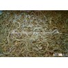 cebo pesca vivo americano