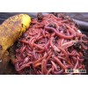 RED WORM , EISENIA FETIDA, BRANDLING WORM, PANFISH WORM, TROUT WORM, TIGER WORM, RED WIGGLER WORM, R