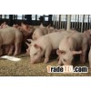 Chicken. Poultry Animal feed additive soya soy soyabean lecithin!!