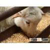 Soybean meal, soya bean meal, soya meal with high quality
