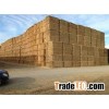 Wheat Straw for sale