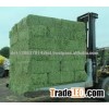 Best Quality Alfalfa Hay,Timothy Hay Ready