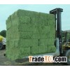A PRIMIUM GREEN ALFALFA HAY