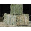 GRADE A PRIMIUM GREEN ALFALFA HAY