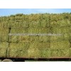 ALFALFA HAY - Low Grade - Double Compressed Big Bales for Sale