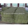 Special Animal Feed Alfalfa Hay Bales for Sale