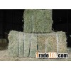 Special Bales Of Alfalfa Pellet & Alfalfa Hay