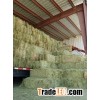 Double Compressed Premium Alfalfa Hay for sale