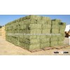 ALFALFA HAY - Low Grade - Double Compressed Big Bales - 14-16 % Protein - for Sale !