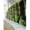 Alfalfa Hay bales HIGH QUALITY First Grade Lucerne bales