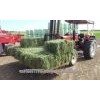 Alfalfa Hay bales Grade A lucerne Bales alfalfa