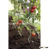 power coated Tomato Spiral plant support/tomato spiral stick
