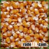 Food Grade Yellow Corn