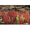 100.000 kg organic Quinoa excellent quality Direct from Andes Peru