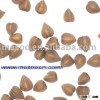 Buckwheat