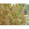 Organic Quinoa Grains (White, Red, Black)